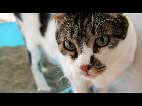 3 Cool, New Pet Tech Products to Look Out For