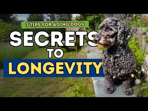 7 Secrets to a Long, Healthy Dog Life: Dr. Jones' Tips for Aging Dogs
