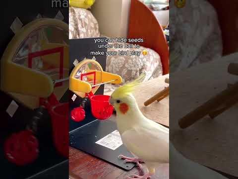 Amazon bird toy 😍