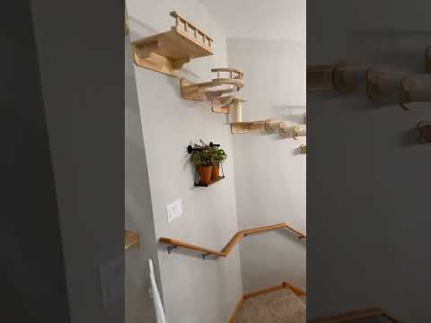 Cat Wall Shelves for Staircase | Petomg Space-Saving Climbing System #catfurniture #catposts #cat