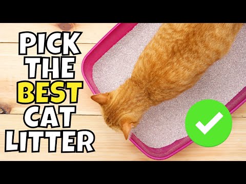 How to Pick the Right Cat Litter Like a Pro