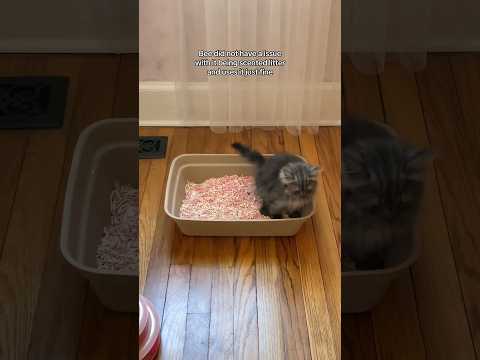 Michu Tofu Litter Review #catlitter #cat #kitten