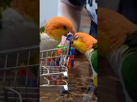 Parrot Shopping 🛒