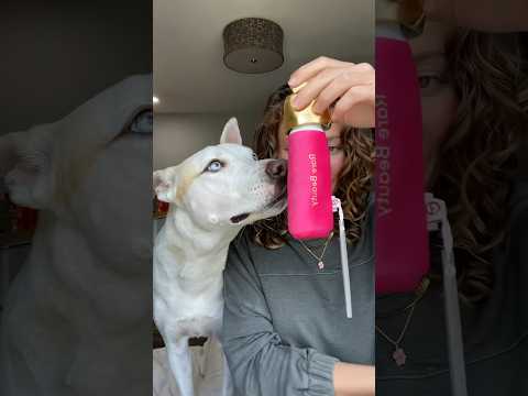 Rare Beauty Dog toys??💄 #dog #dogshorts #pets #dogmom #dogowner #makeup #rarebeauty #pup