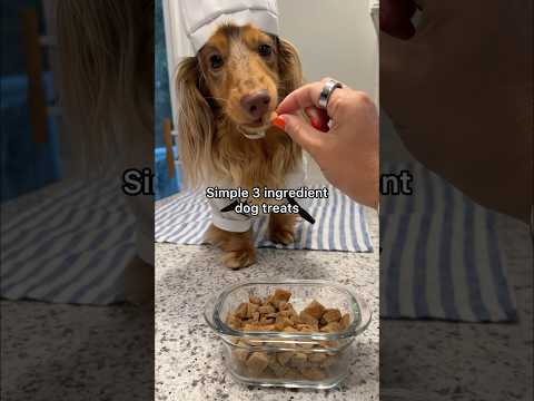 Simple 3 ingredient dog treats😋 #dogtreats #homemade #recipe #dachshund #dog