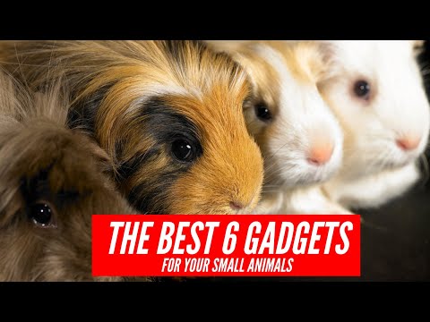 The Best 6 Gadgets For Your Small Animal