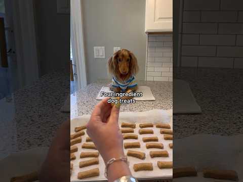 The easiest homemade dog treat recipe! #shorts #dogtreats #recipe #baking #homemade #dogs #dachshund