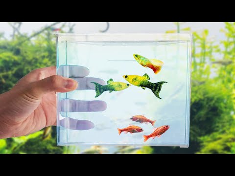 The ONE Universal Aquarium Tool that Everyone Needs