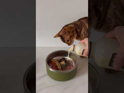 What’re you eating today? 😺#bengal #cat #asmr #mukbang #catfood #rawdiet #letsfeedmycat
