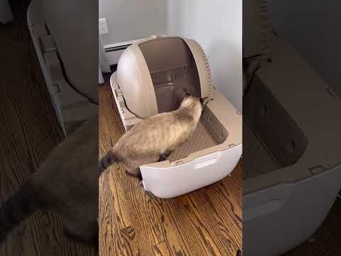 When you realize you don't have to scoop cat litter anymore 🥲 | PetSnowy Snow+